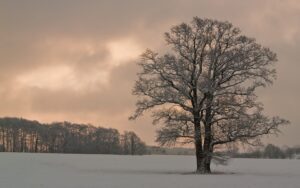 Tree in a field covered by snow