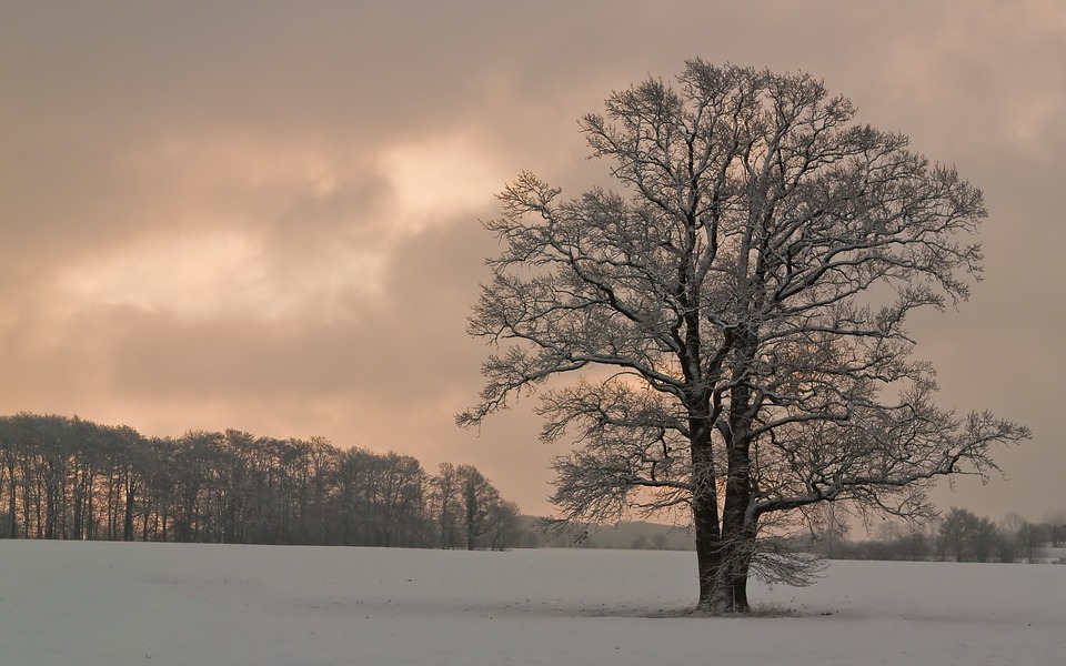 Tree in a field covered by snow