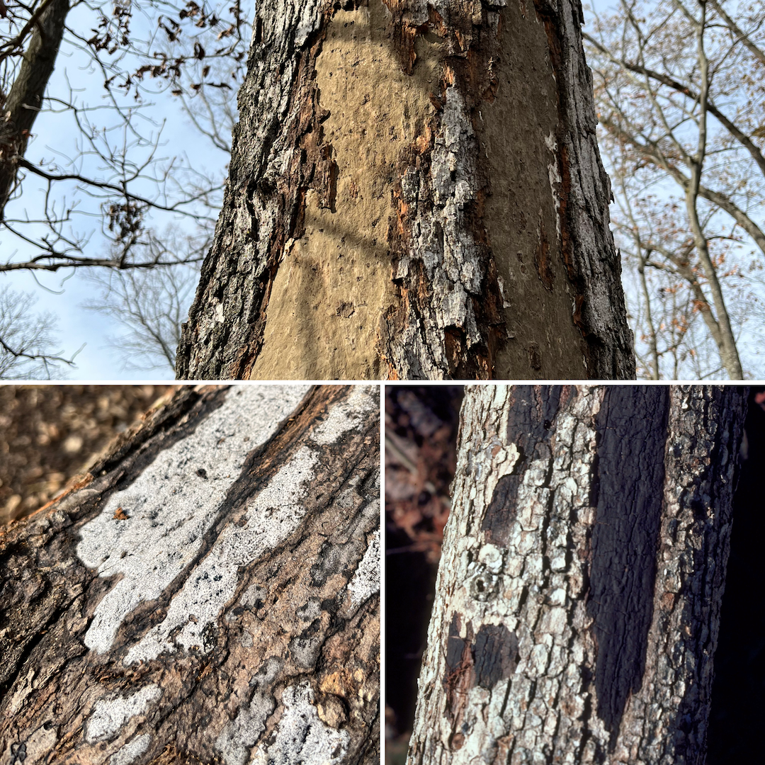 Examples of Hypoxylon Canker on trees