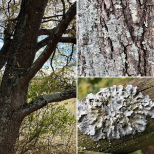 Examples of Lichen on trees