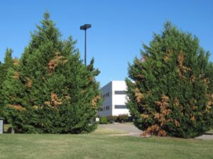 2 Leyland Cypress trees