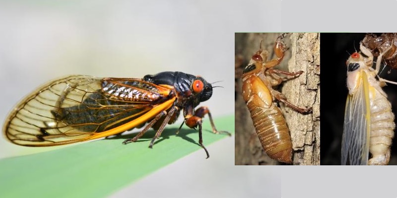Example images of Periodical Cicadas