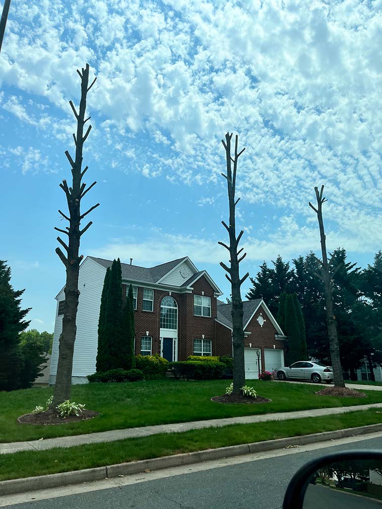 Example of tree topping