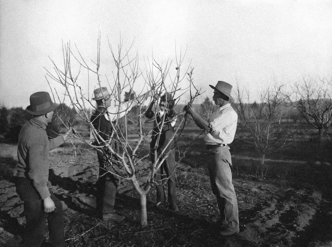 Black and white photo of men pruning a tree
