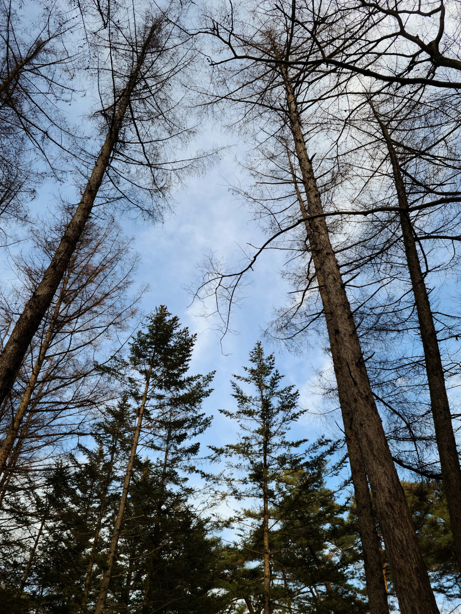 Why Tree Identification Matters | Barren Tree Solutions