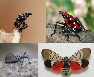 Examples of the Spotted Lanternfly