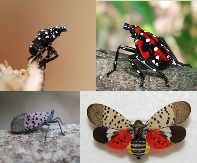 Examples of the Spotted Lanternfly