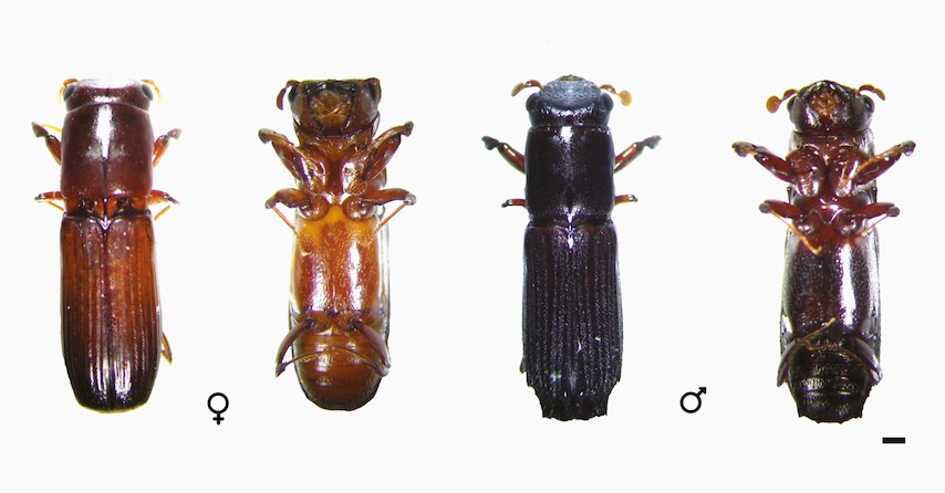 Examples of Ambrosia Beetles