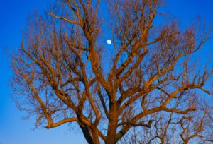 Tree in front of dusk sky