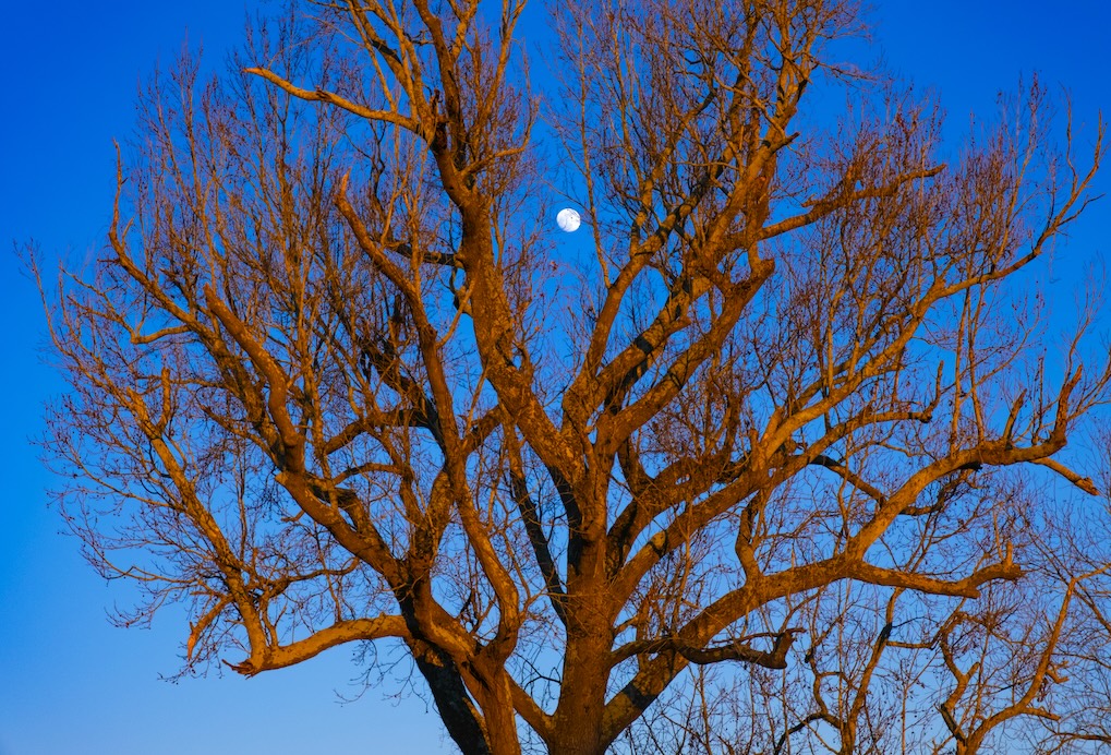 Tree in front of dusk sky