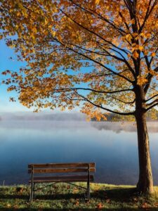 A tree in Autumn in front of a lake