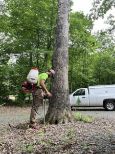 Barren Tree Solutions employee doing work on a tree