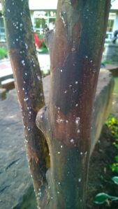 Example of Capre Myrtle bark scale