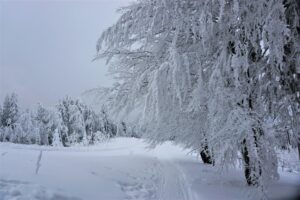 Snow covered landscape with a layer of ice on a tree