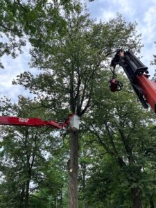 Barren Tree Solutions crew using lift and crane to work on a tree