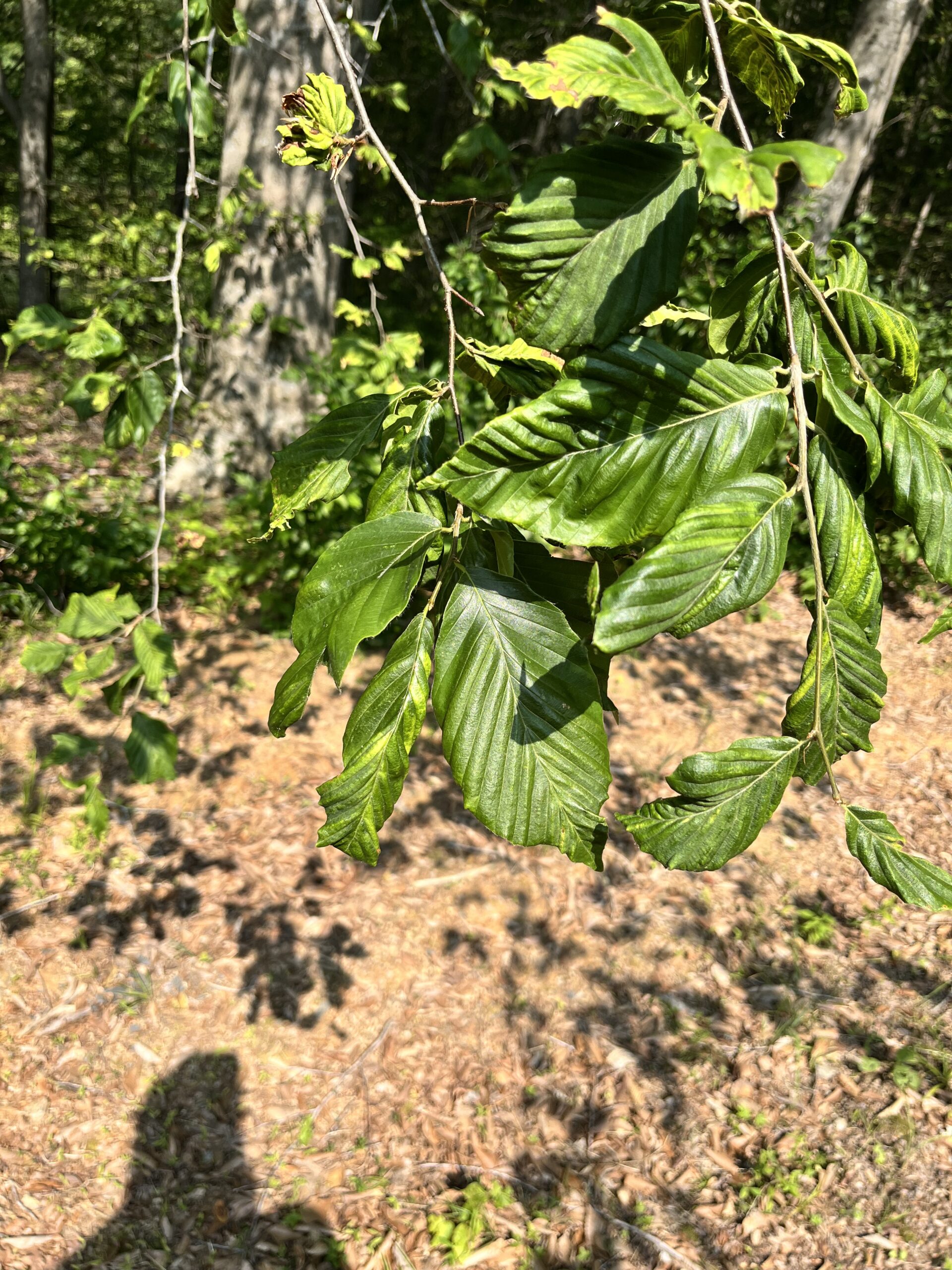 Example of Beech Leaf Disease on leaves
