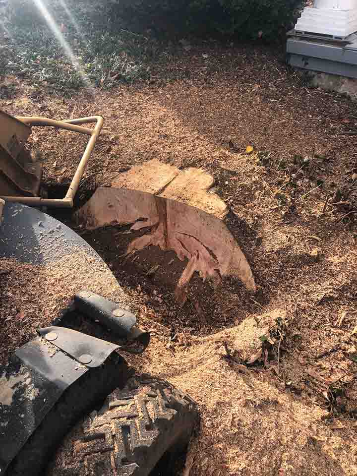 Closeup of a stump grinder in action