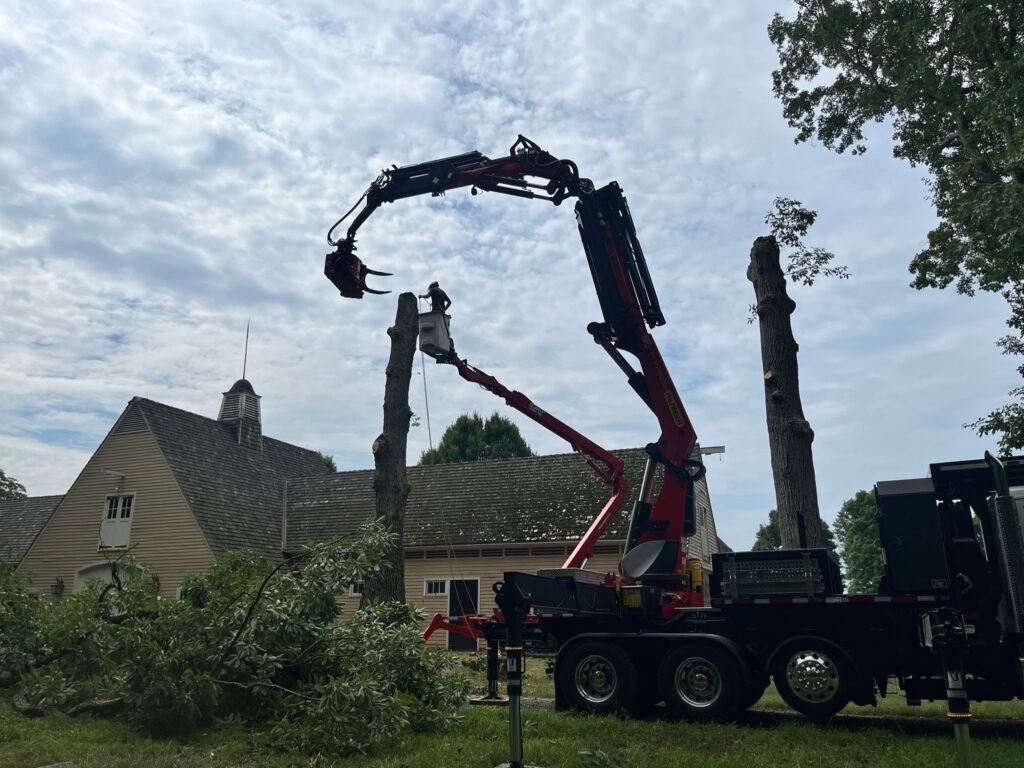Tree being removed with the help of a crane and an employee on a lift