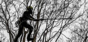 Barren Tree Solutions employee pruning in a tree