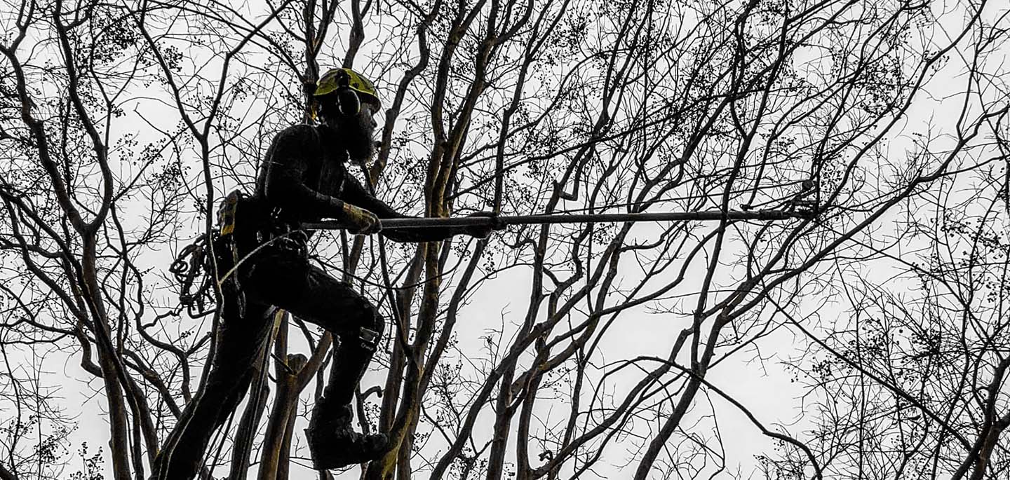 Barren Tree Solutions employee pruning in a tree