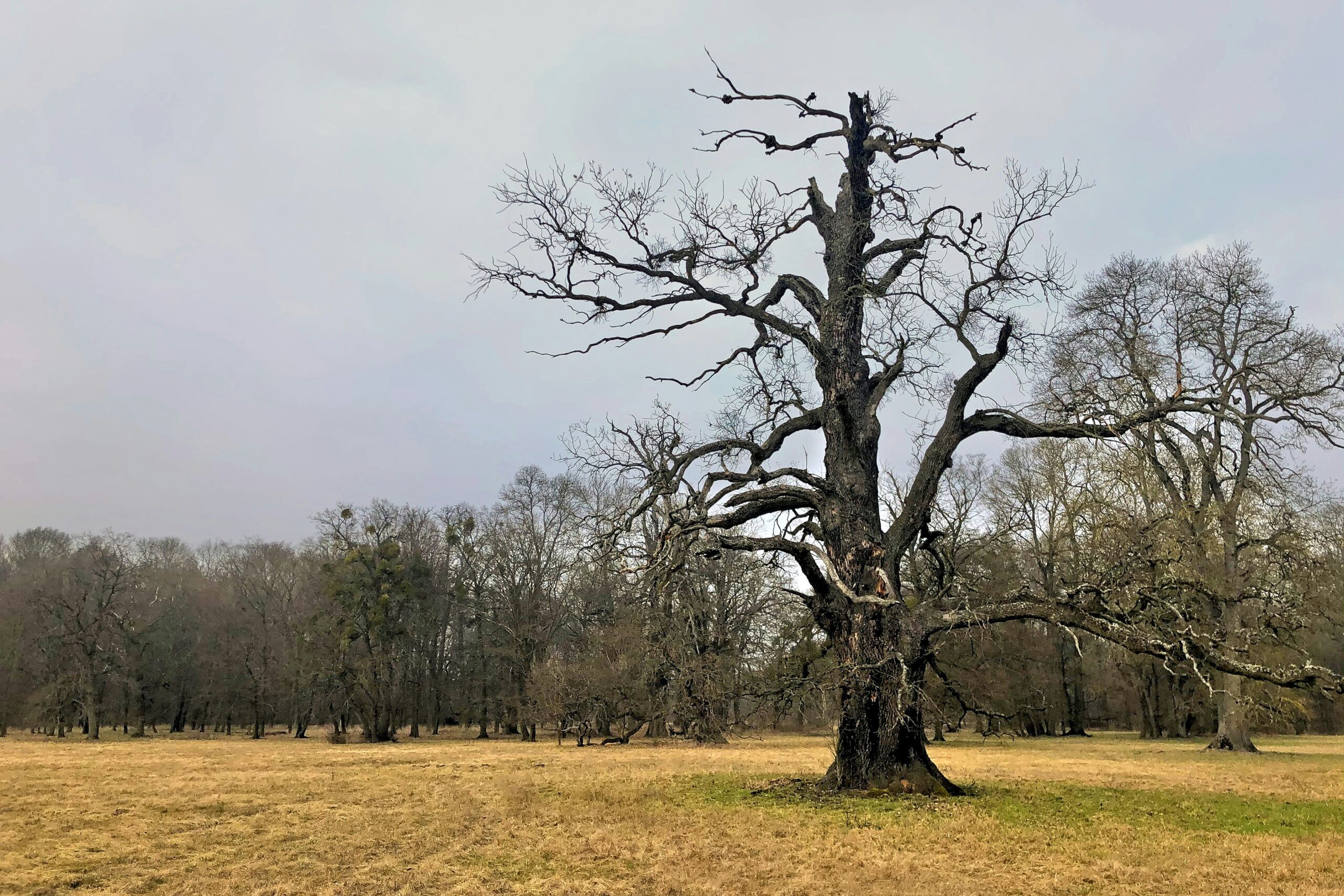 A large tree in a field
