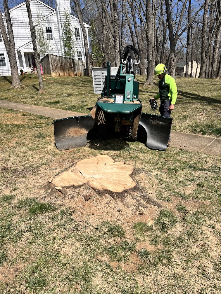 Stump Grinder about ot get to work on a stump