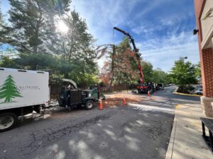Barren Tree Solutions trucks working on removing the tree