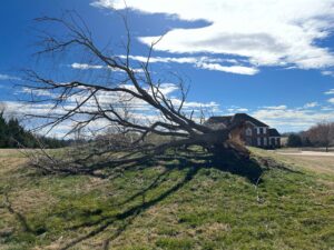 Fallen tree in front of a house