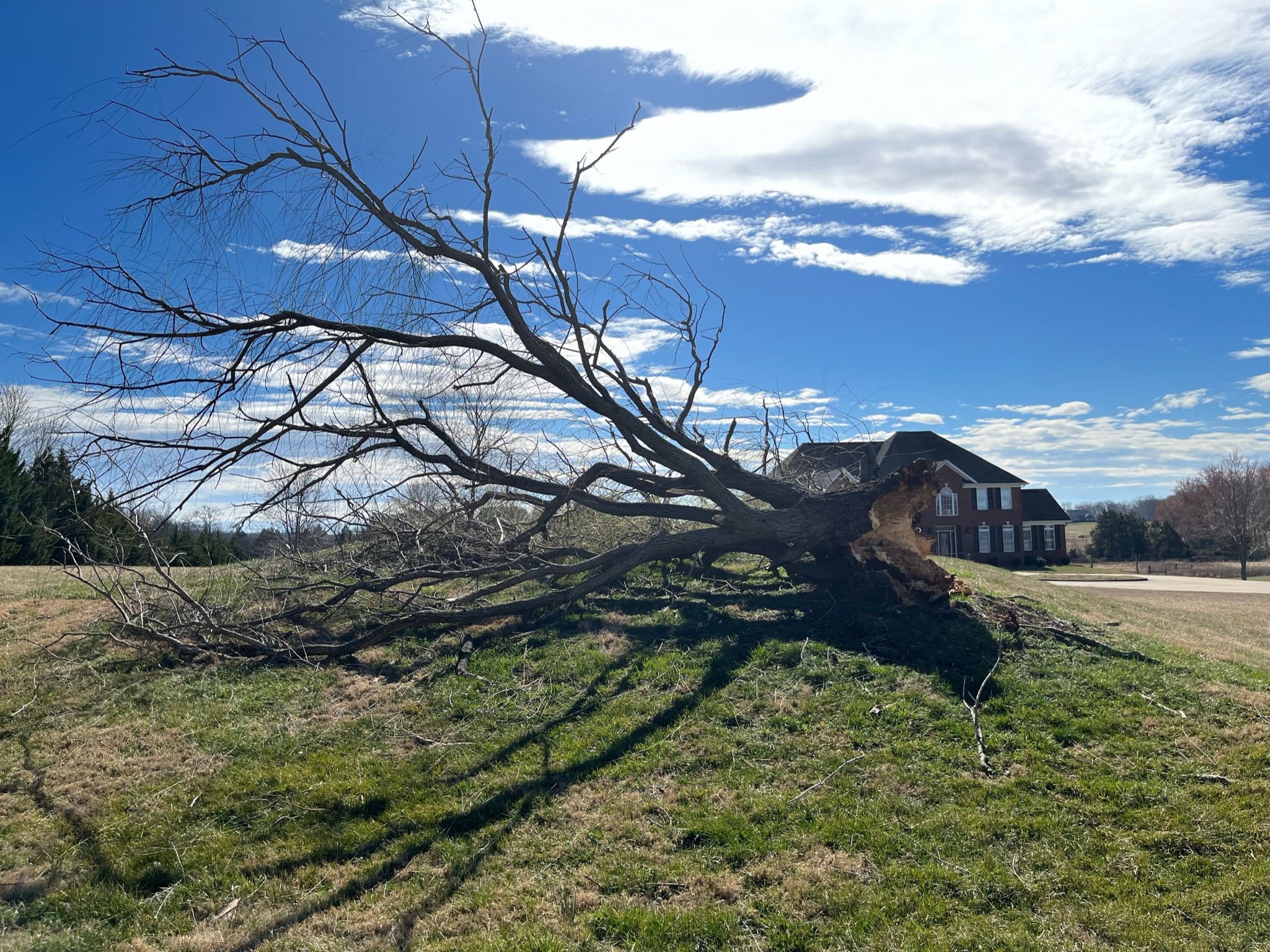 Fallen tree in front of a house