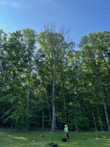 Ropes being set up in a tree for work