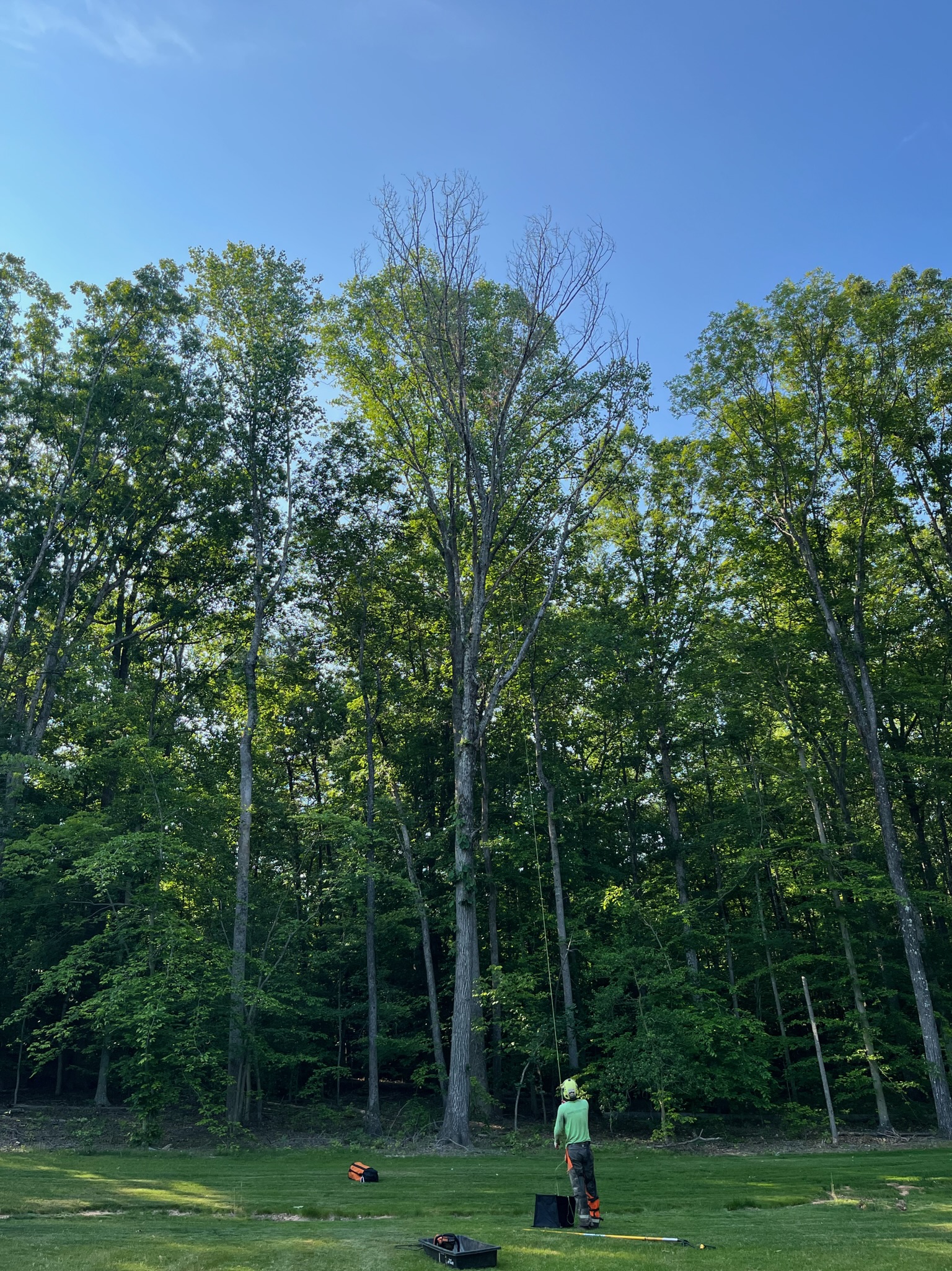 Ropes being set up in a tree for work