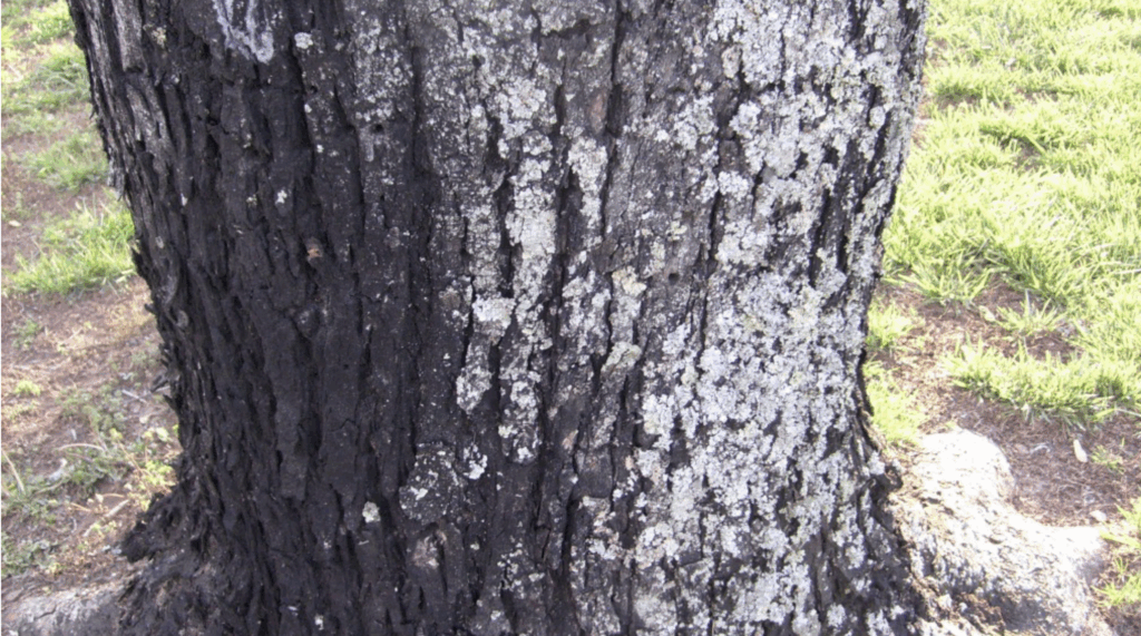 Tree Fungus on Trees: When to Call an Arborist | Barren Tree Solutions