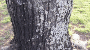 Mold on a tree trunk