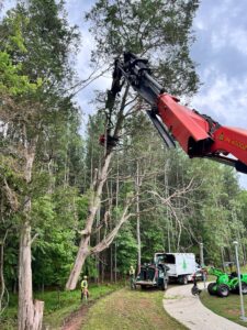 Treemek (remote controlled tree removal) grabbing onto a tree