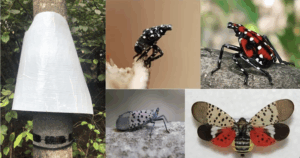 Images of spotted lanternflies and a homemade trap for spotted lanternflies on a tree