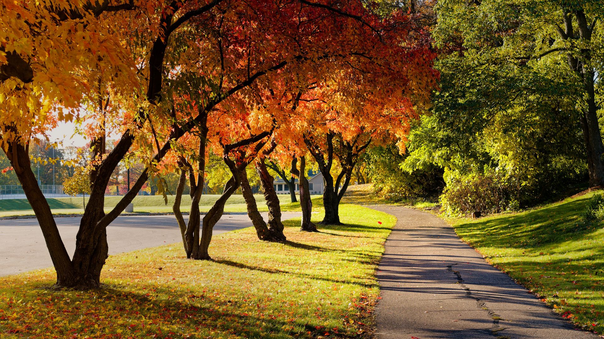 Fall trees lining a street
