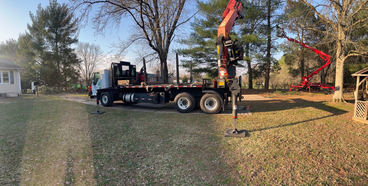 Barren Tree Solutions Treemek at a job