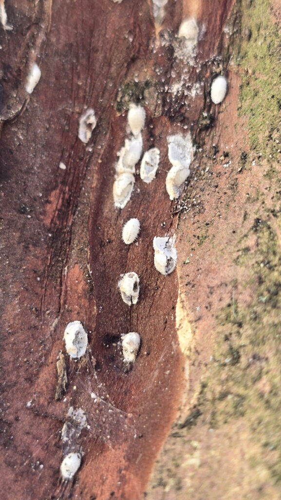 Close up of Crape Myrtle Bark Scale