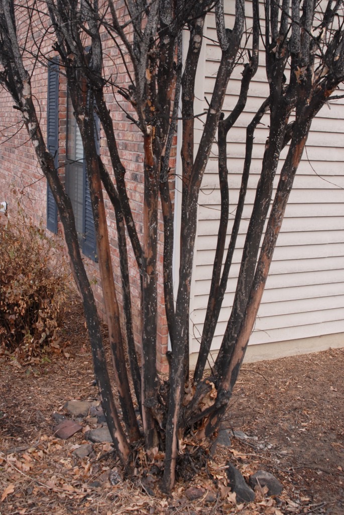 Crape Myrtle Bark Scale Example