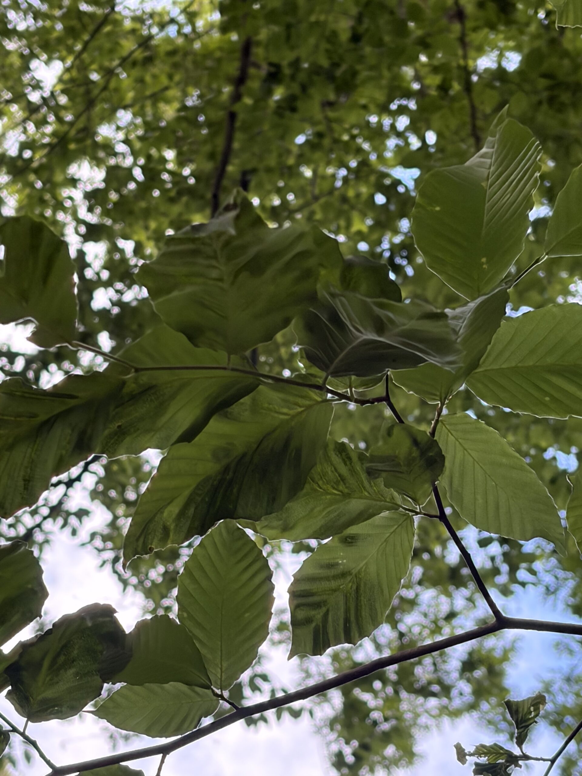 Beech Leaf Disease (BLD) Example close up of leaves with the disease