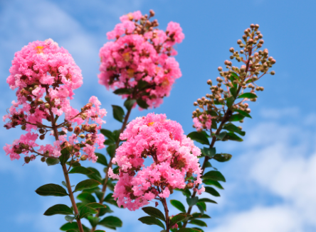 Crape Myrtle Close Up Photo
