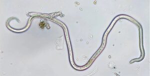 Nematode example