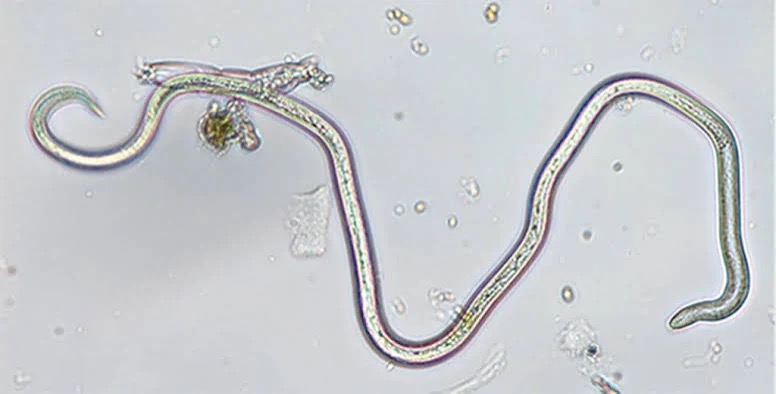 Nematode example