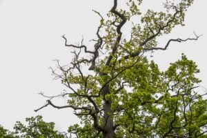 Oak Tree