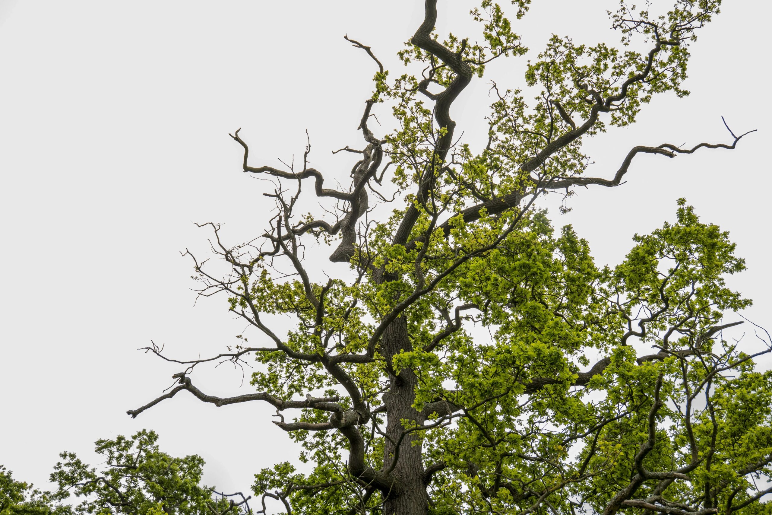 Oak Tree
