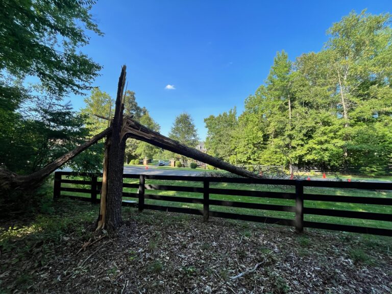A fallen tree over a fence